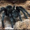 tarantuluva